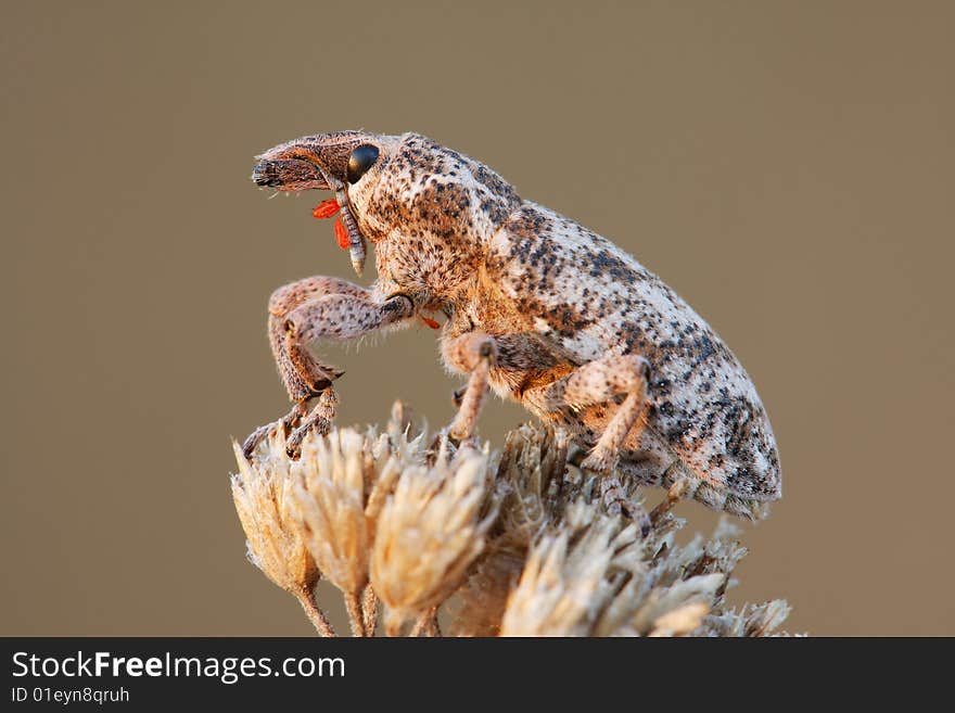 Macro weevil with some parasites on it sitting on an old flower