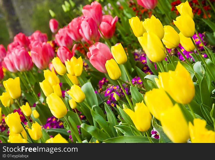 Red and yellow tulips