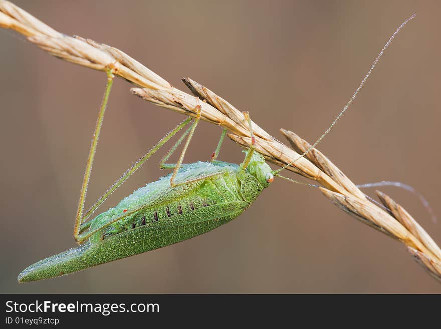 Macro green grasshopper with a lot of a watrerdrops sitting on the spikelet. Macro green grasshopper with a lot of a watrerdrops sitting on the spikelet.