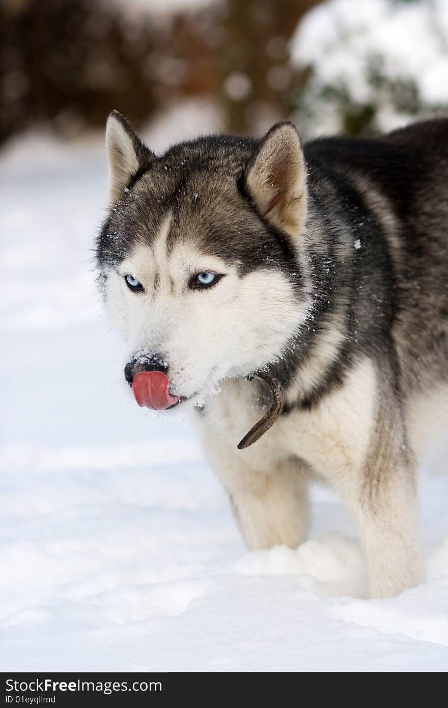 Portrait of siberian husky outdoor