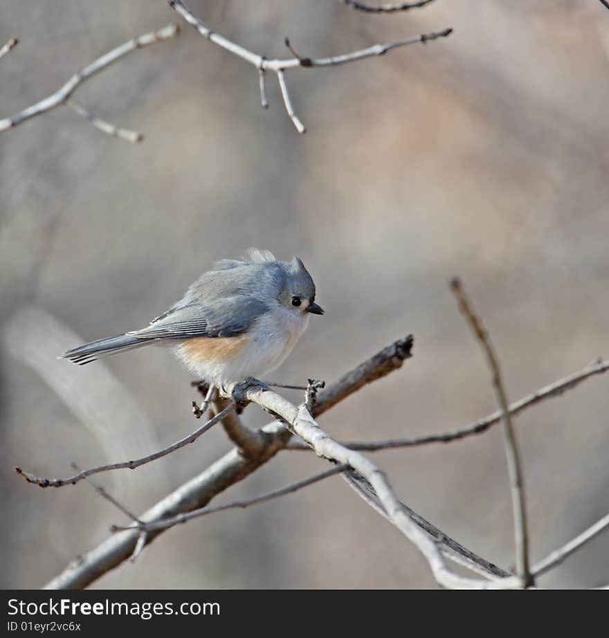 Tufted Titmouse