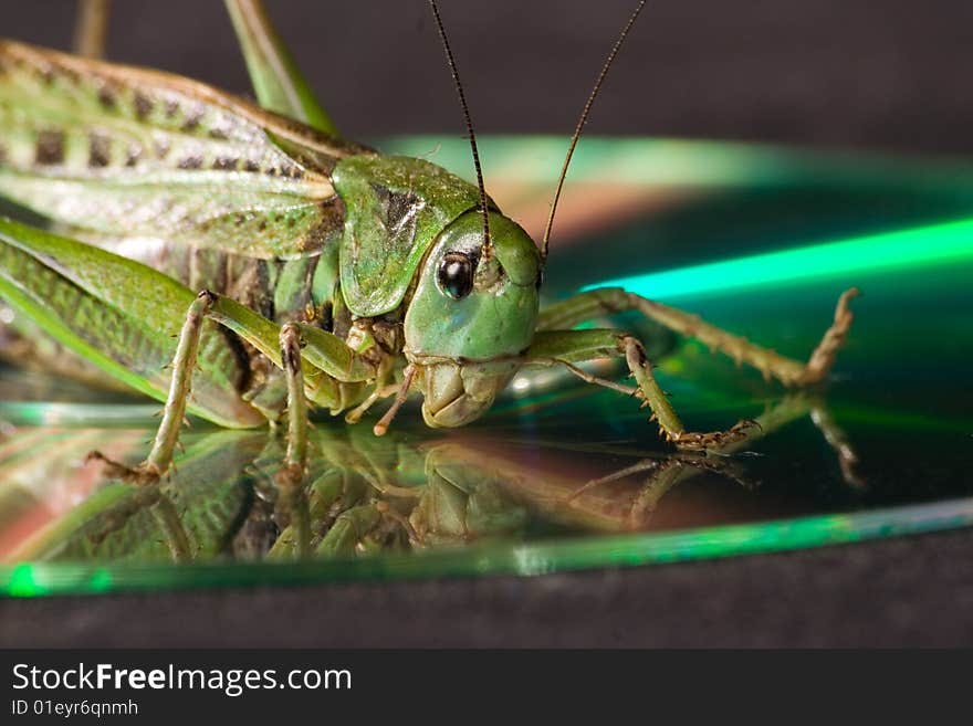 Grasshopper taken pictures close-up on CD in which he is reflected