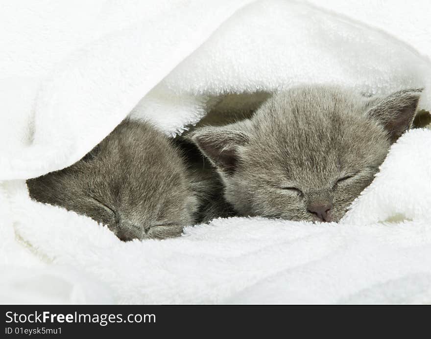 Small funny kitten. Isolated on white background. Small funny kitten. Isolated on white background