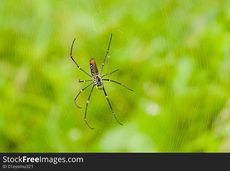 A giant golden orb weaver spider in its huge web amidst a lush green tropical background. A giant golden orb weaver spider in its huge web amidst a lush green tropical background