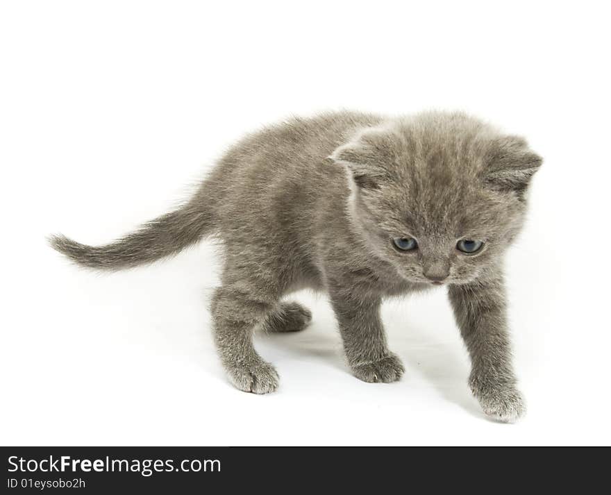 Small funny kitten. Isolated on white background. Small funny kitten. Isolated on white background