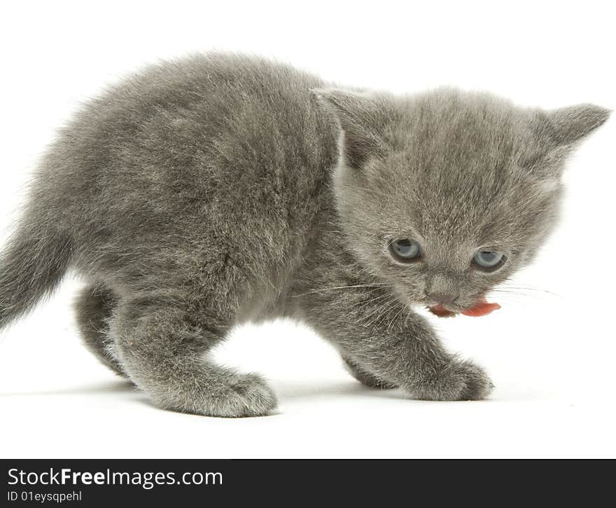 Small funny kitten. Isolated on white background. Small funny kitten. Isolated on white background