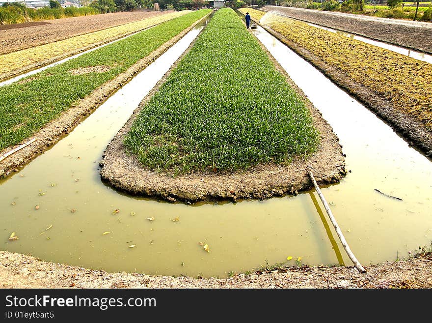 Argriculturist watering his vegetables, Nonthaburi, Thailand. Argriculturist watering his vegetables, Nonthaburi, Thailand.