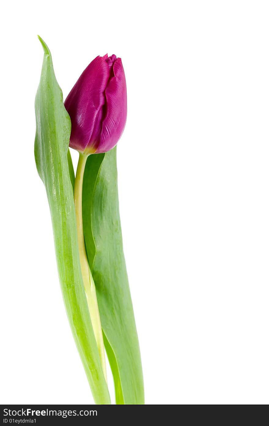 Purple colored tulip closeup with soft green leaves