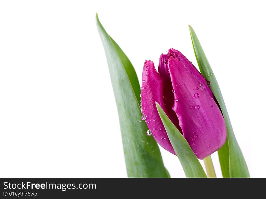 Macro closeup of Purple tulip