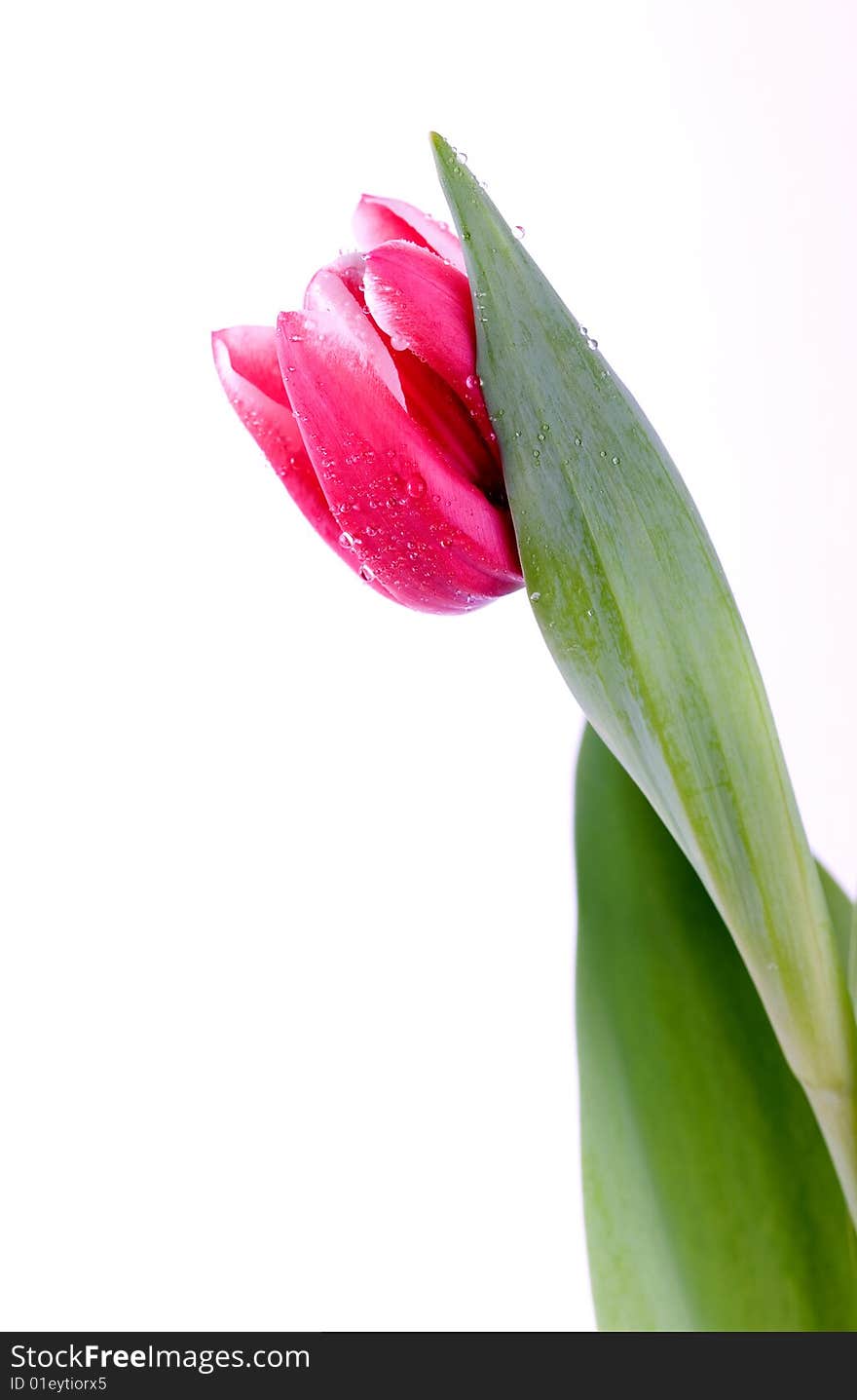 Pink tulip with dew drops macro closeup. Pink tulip with dew drops macro closeup