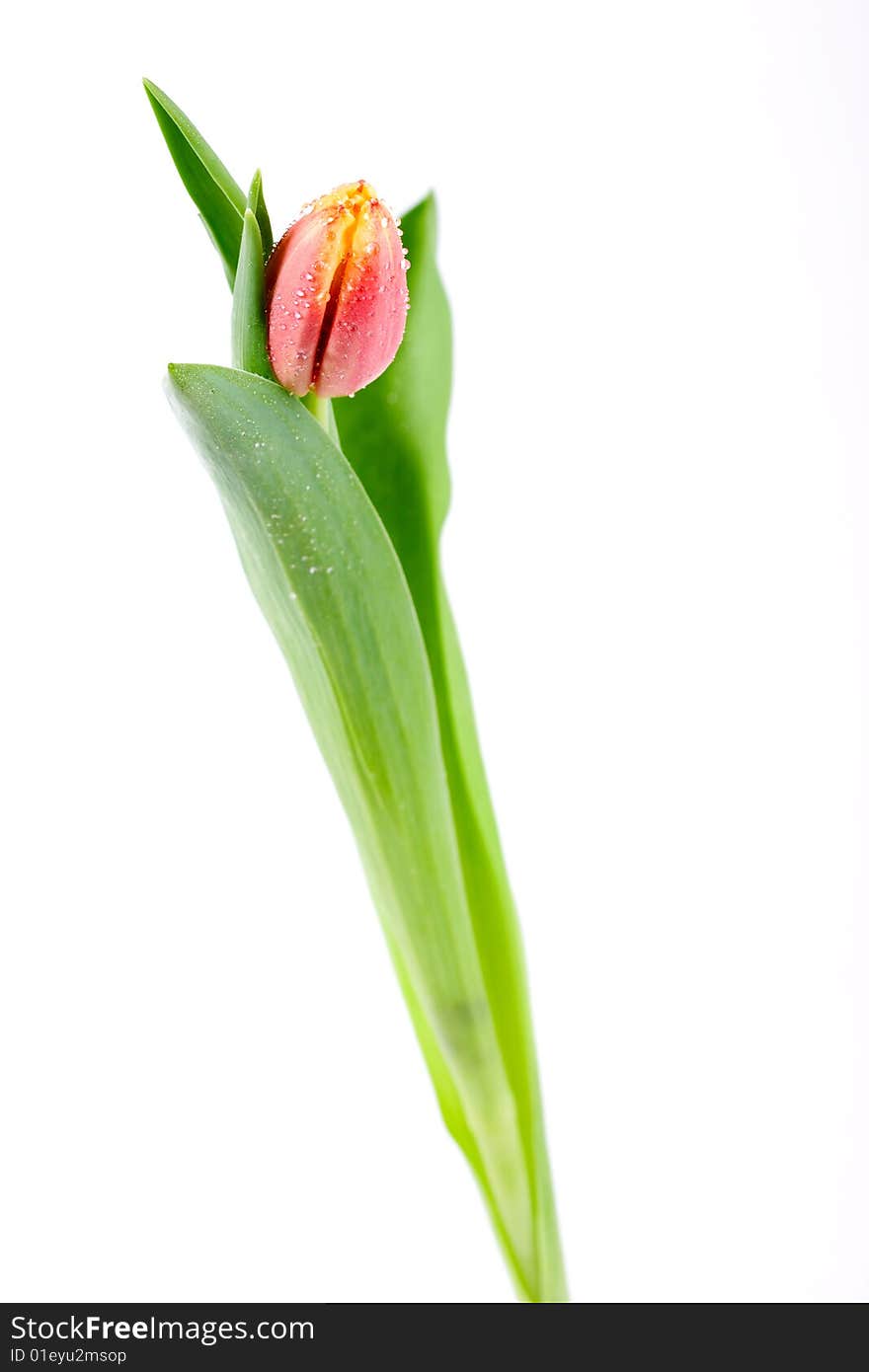 Orange yellow tulip closeup with dew drops