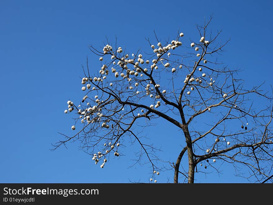 It's a Floss-silk tree(scientific name :Chorisia speciosa ). The kind of tree bloom in spring or summer with red or pink flowers. Then the flowers faded and capsule(fruit) formed. When the capsule is matured,it looks like a cotton ball.