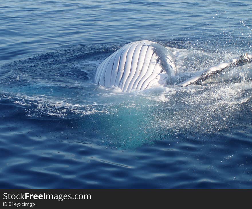 Belly of a humpback whale in the ocean on the Eastcoast of Australia. Belly of a humpback whale in the ocean on the Eastcoast of Australia