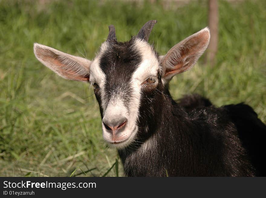 Goatling portrait on green grass