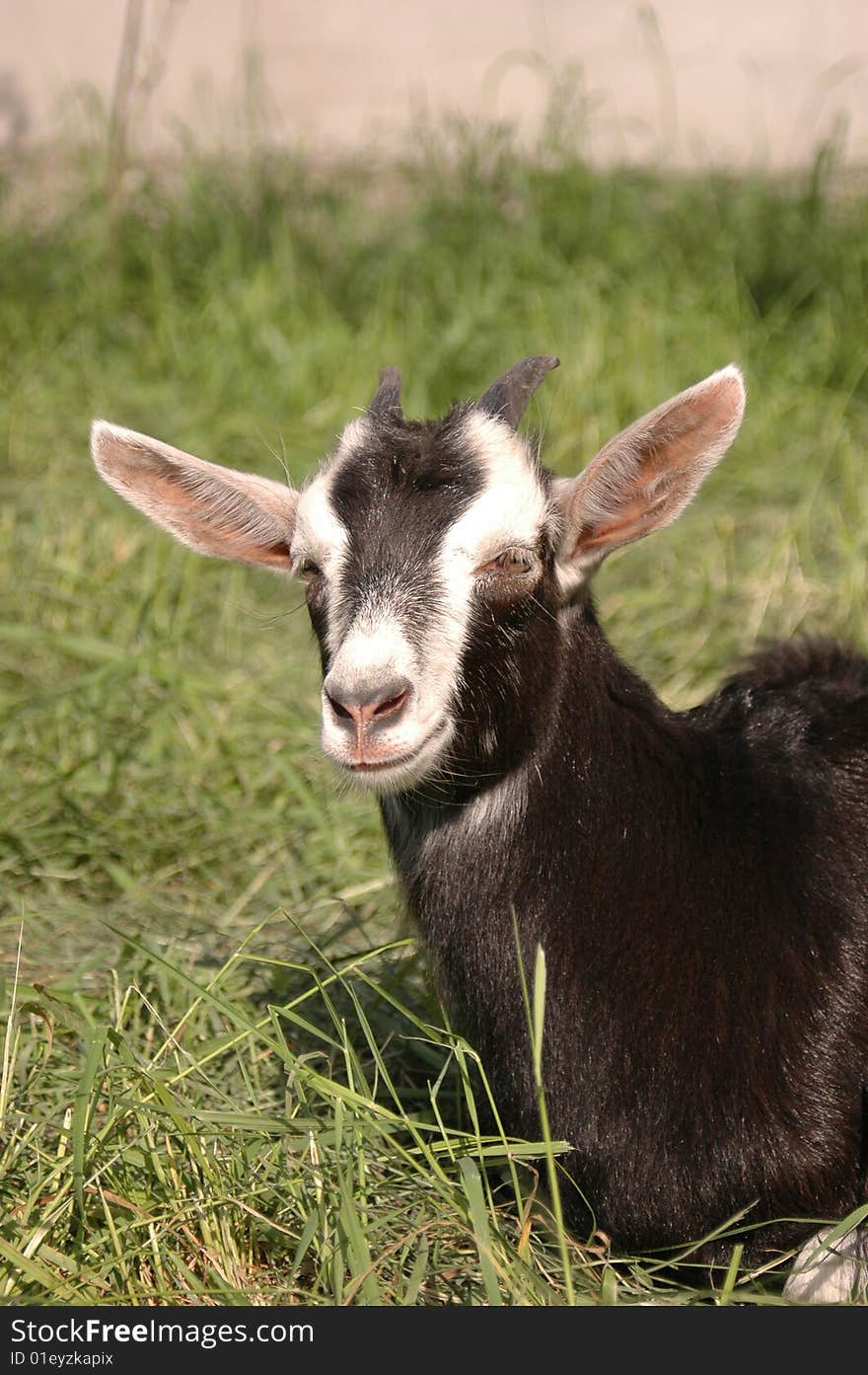 Goatling portrait vertical on green grass