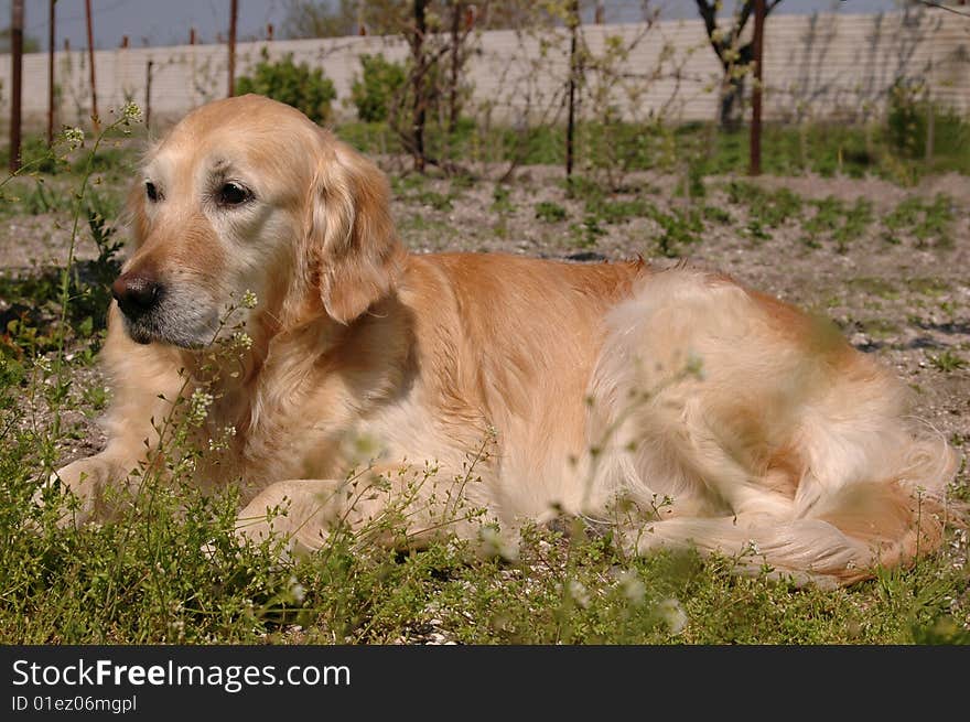 Golden retriever lying on backyard