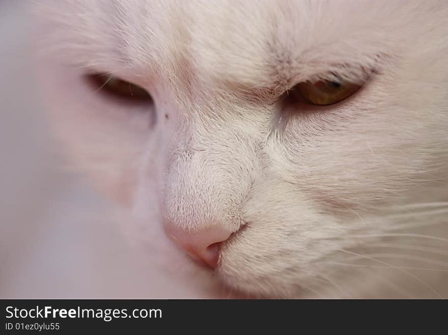 Detail of white cat head