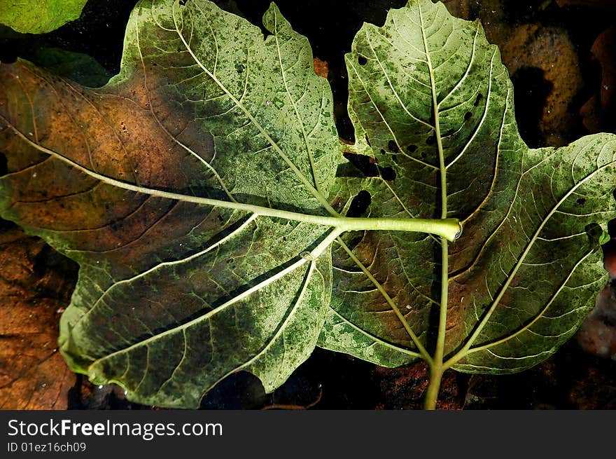 Abscissed leaves of viburnum