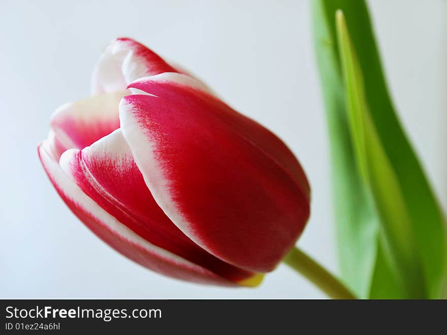 Tulip