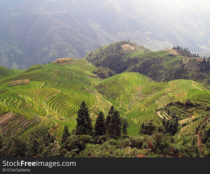 Longji rice fields in the summer. Longji rice fields in the summer.