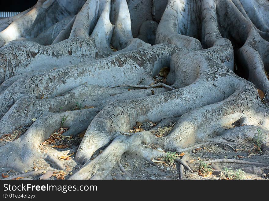 Roots of Ficus macrophylla