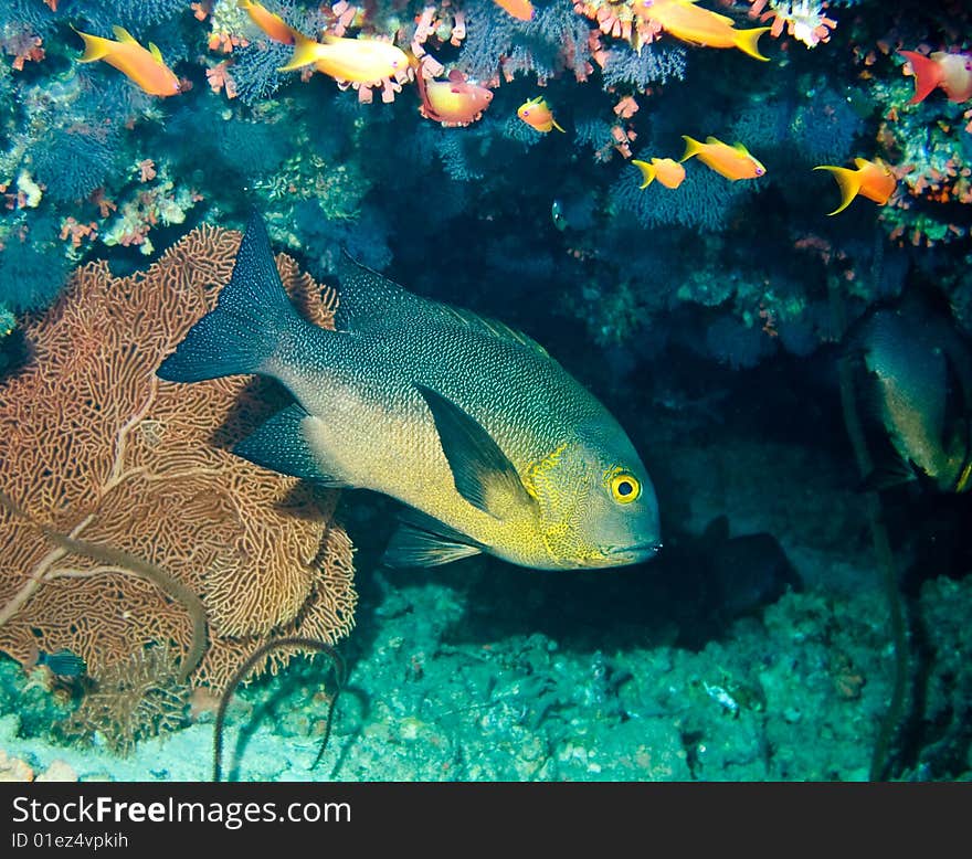 Underwater life, corals and fishes