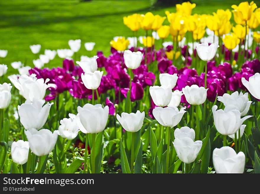 Beautiful white, red and yellow tulips in field with green grass in the background. Beautiful white, red and yellow tulips in field with green grass in the background