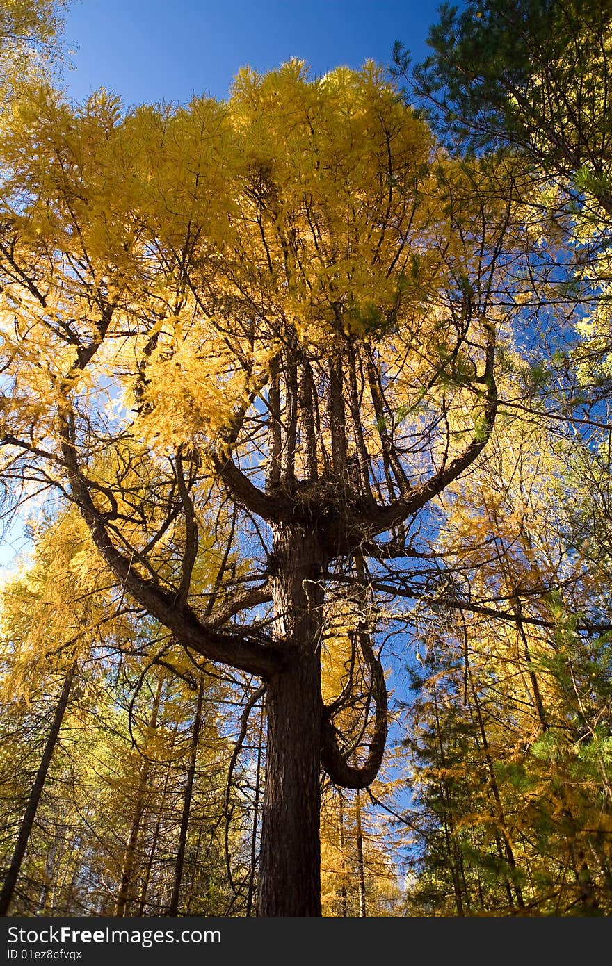 A Tree Is A Larch