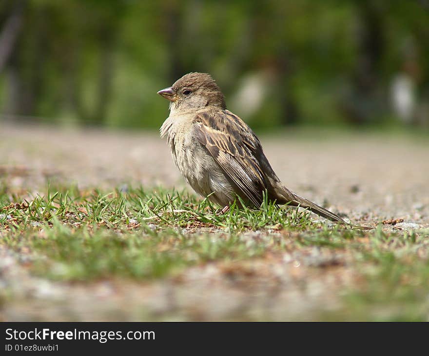 Macro bird in Arboretum, Finland. Macro bird in Arboretum, Finland