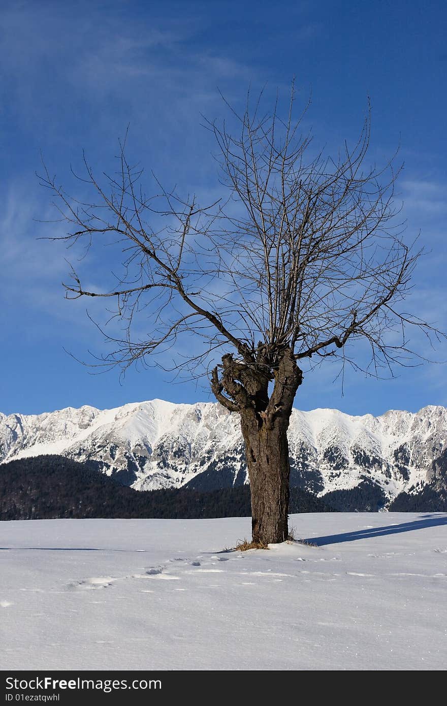 Against a blue winter sky, a tree patiently awaits spring. Against a blue winter sky, a tree patiently awaits spring.