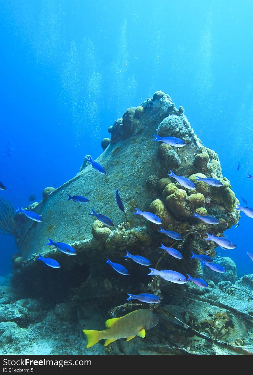 Coral reef scene