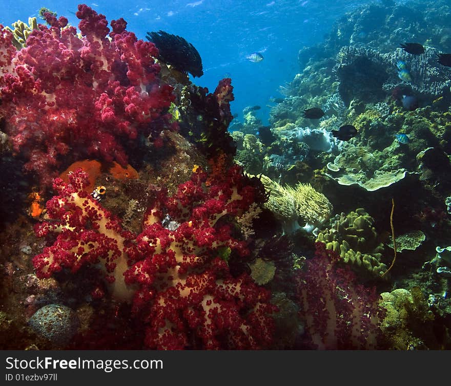 Underwater Coral reef scene of soft corals in the indo pacific