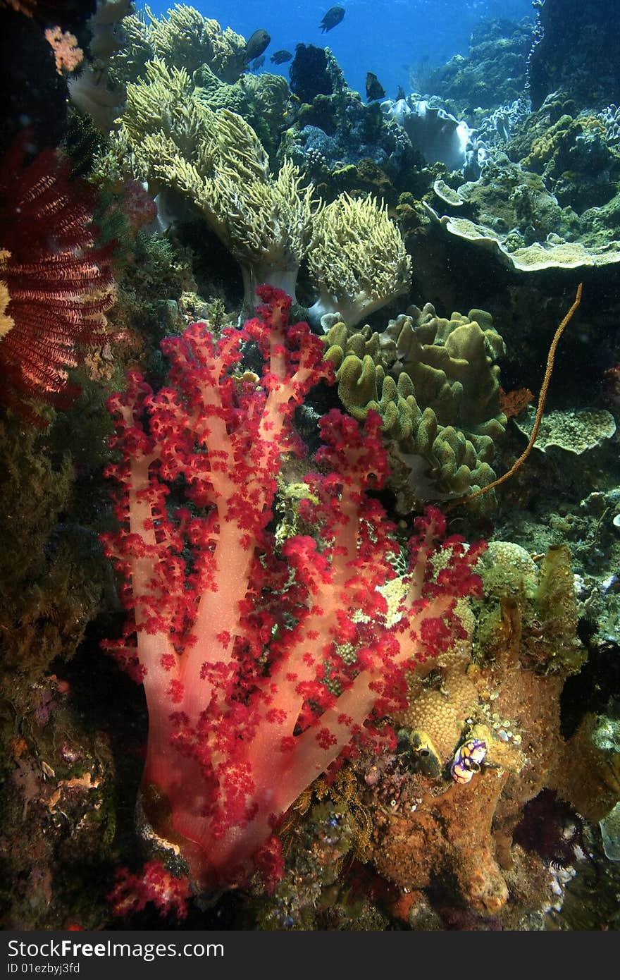 Underwater Coral reef scene of soft corals in the indo pacific