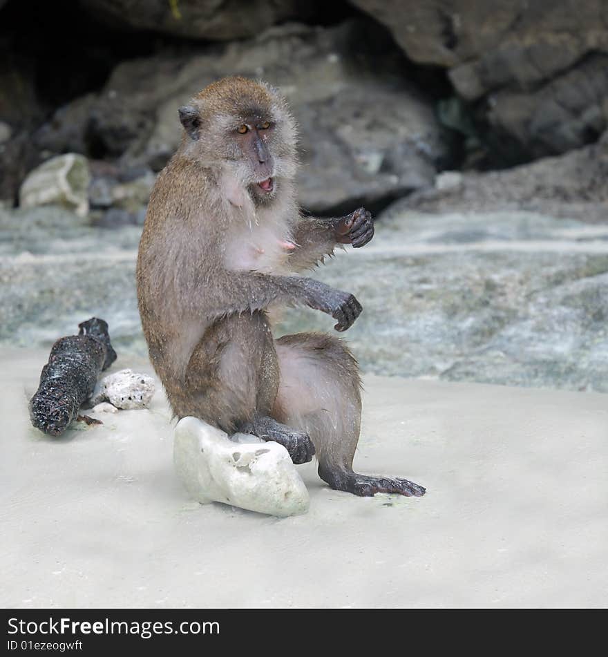 Monkey enjoy eating in thailand