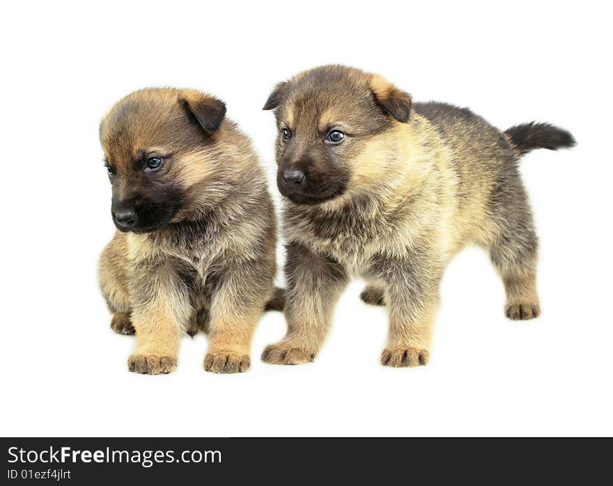 Two sheep-dogs puppys