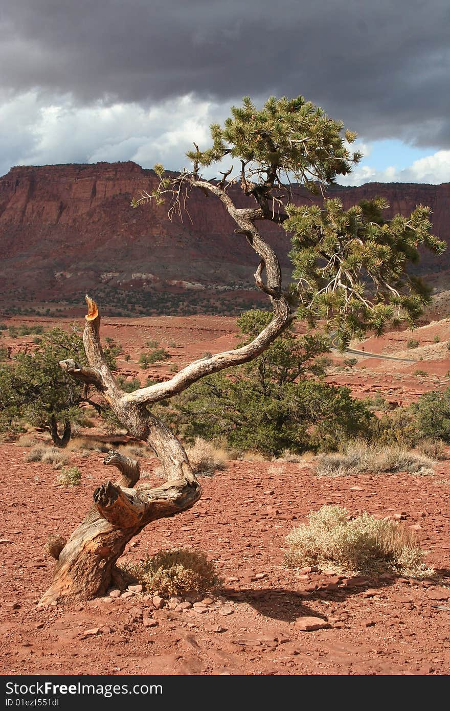 The Sun came finaly througt in Capitol Reef and the three became beautifull with the raining clouds in behind. The Sun came finaly througt in Capitol Reef and the three became beautifull with the raining clouds in behind