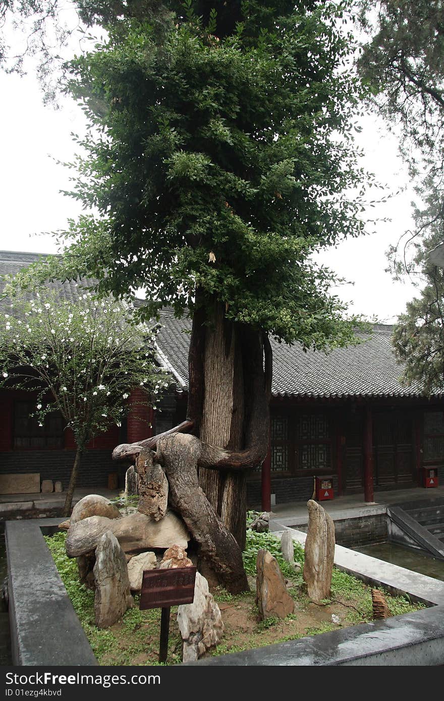 A Tall and straight thousands-year-old trees in Shaolin Temple. A Tall and straight thousands-year-old trees in Shaolin Temple