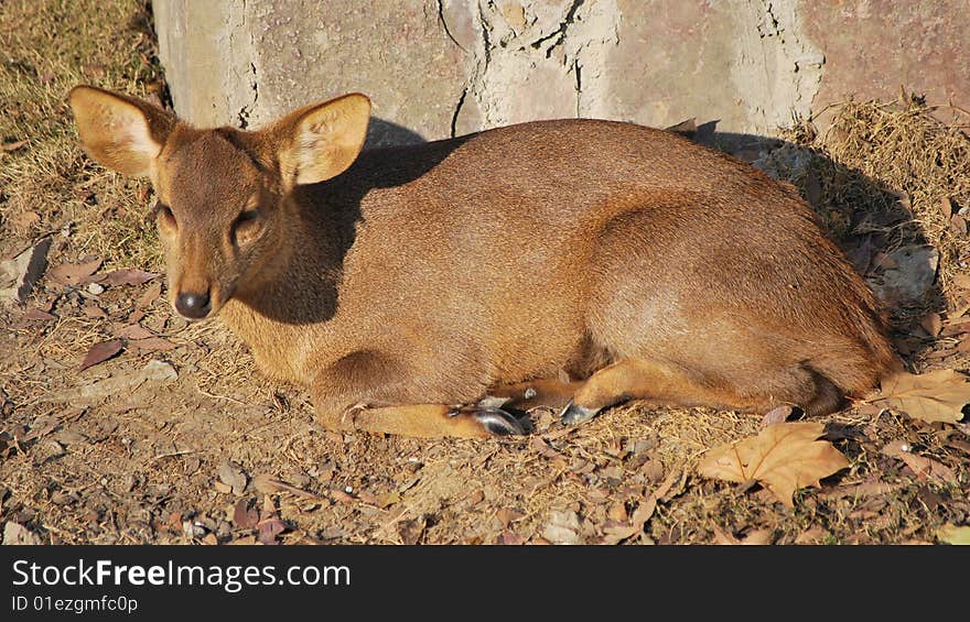 hog deer