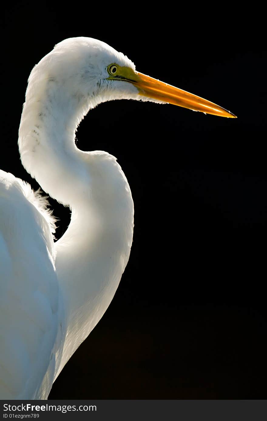 Great White Egret