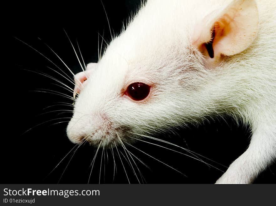 A close-up photo of a white rat with red eyes