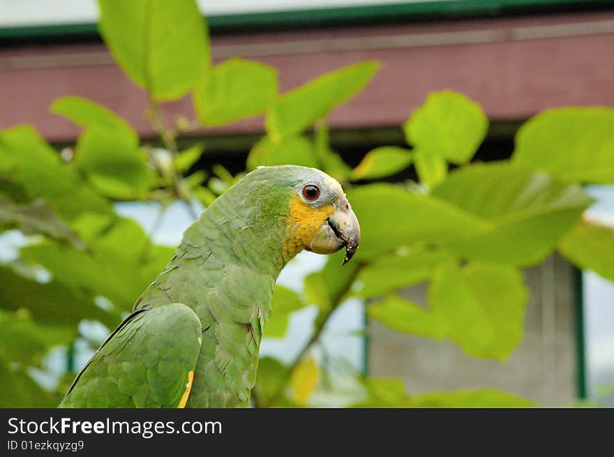 Portrait of the green parrot with green background