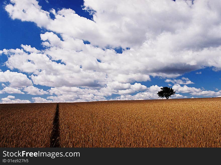 Field - country, tree in country. Field - country, tree in country