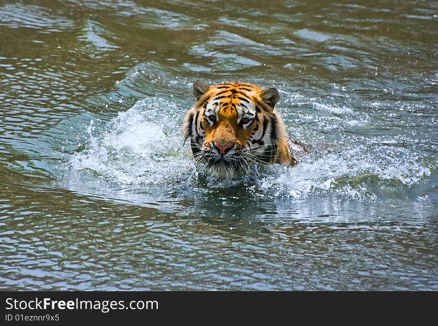 Hungry siberian tiger is looking for a game in water. Looking straight into the camera. Hungry siberian tiger is looking for a game in water. Looking straight into the camera