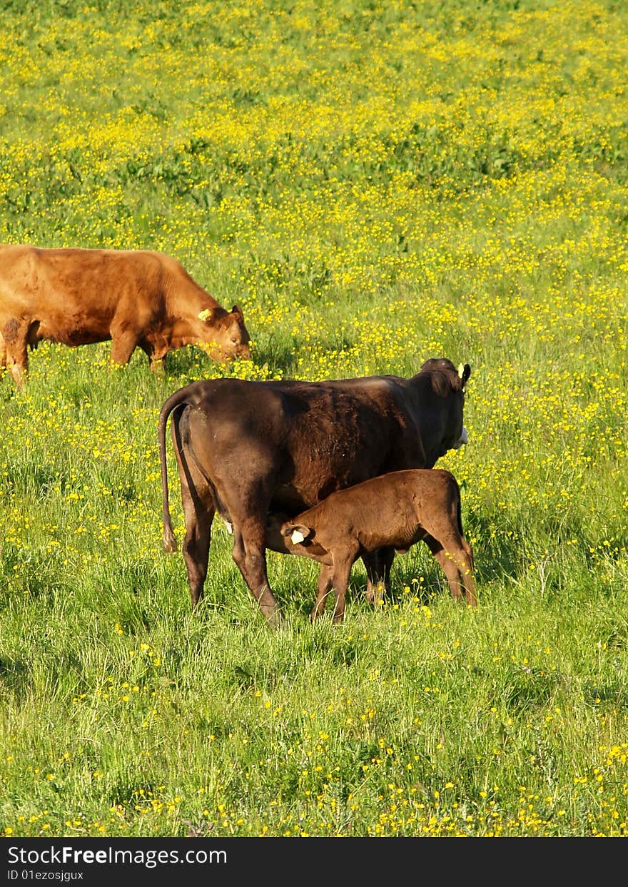 Cow and calf in field