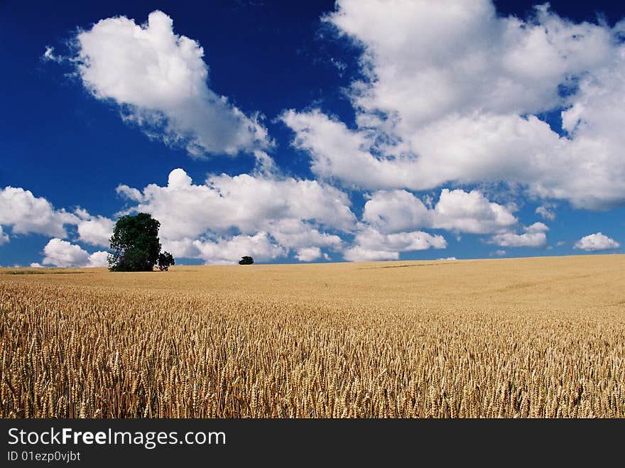 Field 2 - country, tree- country