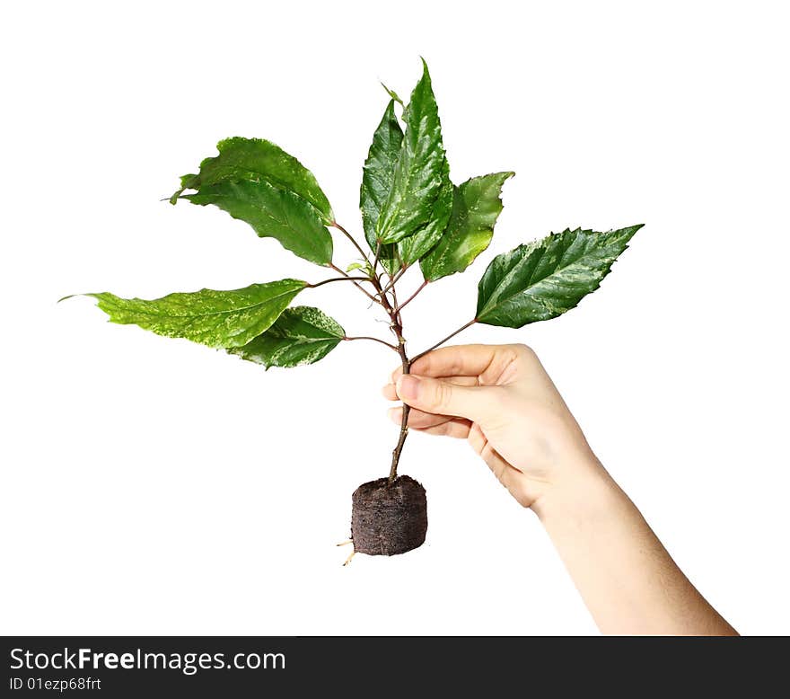 Young seedling of Hibiscus in a peat pot with roots come out from the pot. It's hold by hand and isolated on white background. Young seedling of Hibiscus in a peat pot with roots come out from the pot. It's hold by hand and isolated on white background.