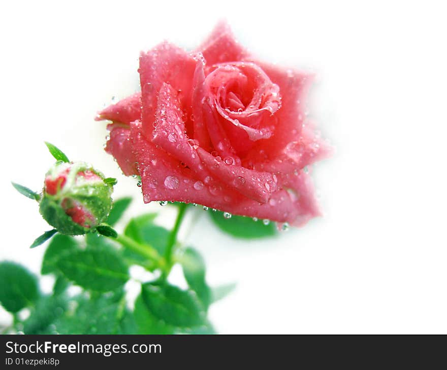 Pink rose with bud and drops isolated on white