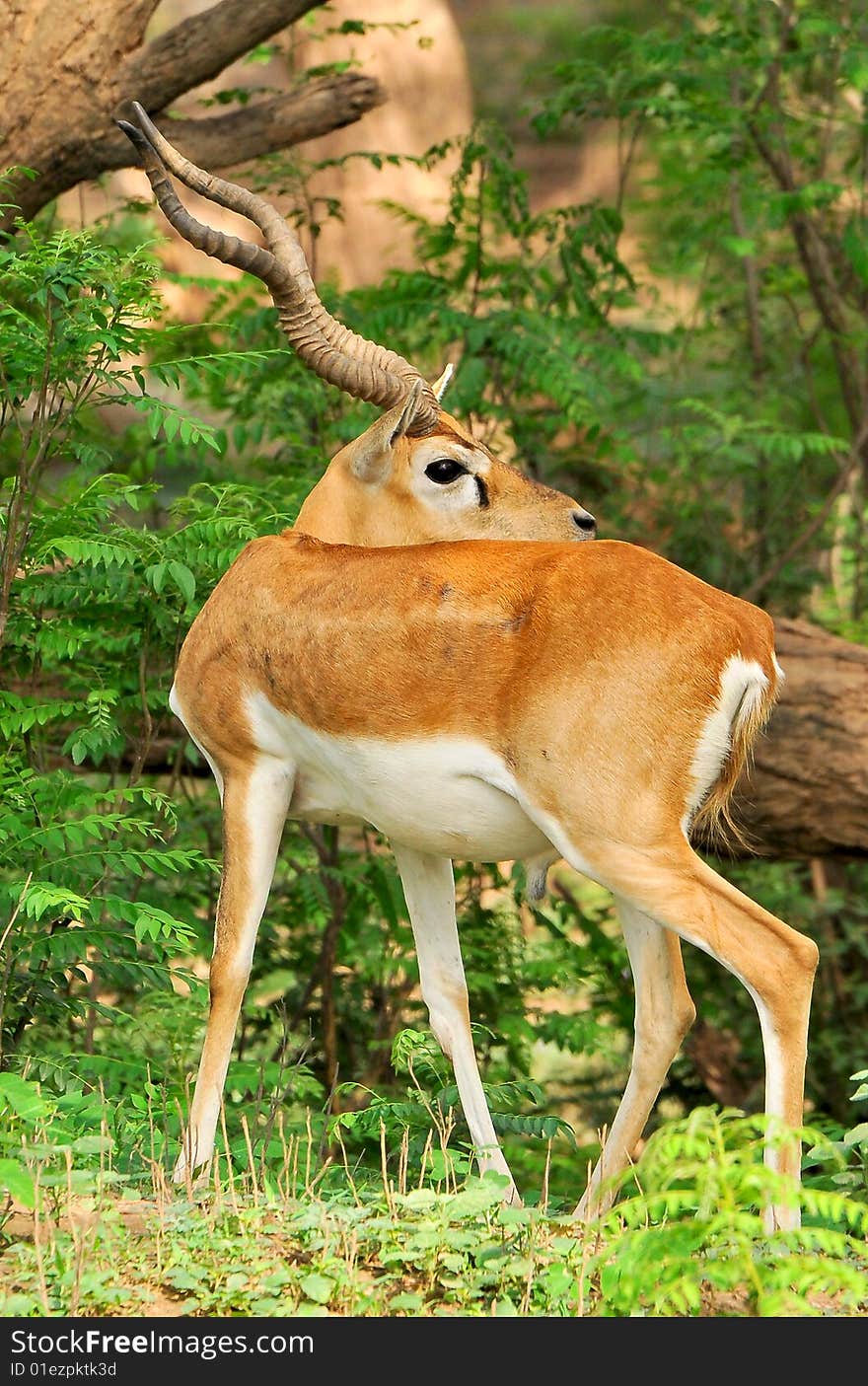 Chinkara deer