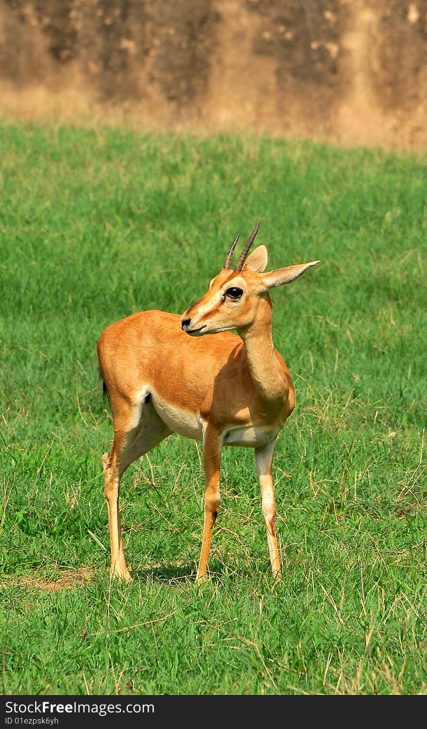 Chinkara deer