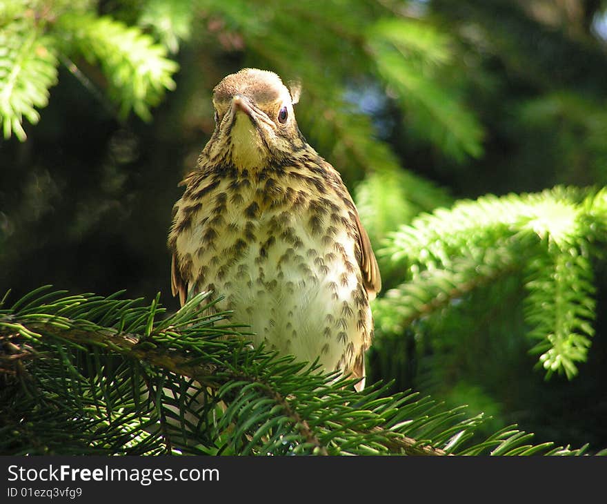 Thrush on pine front view